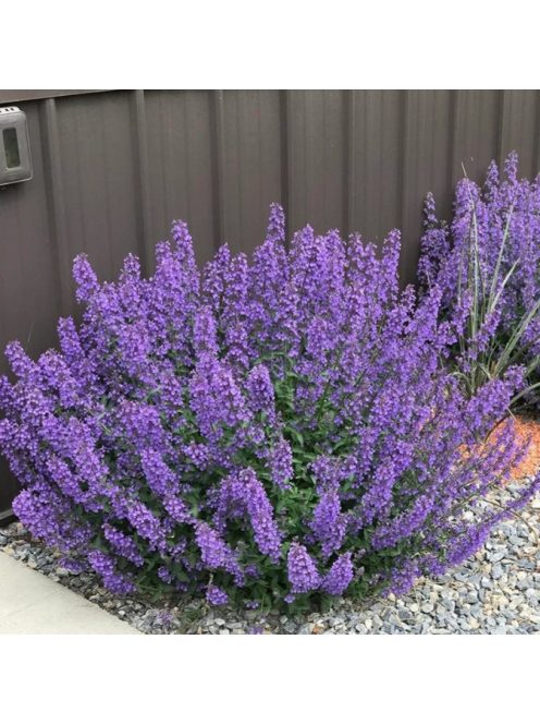 Kerti macskamenta / Nepeta faassenii ‘Walker’s Low’
