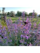 Kerti macskamenta / Nepeta faassenii ‘Walker’s Low’