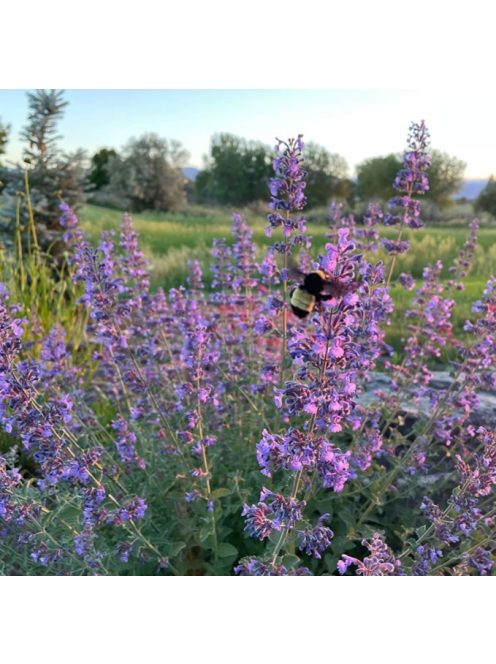 Kerti macskamenta / Nepeta faassenii ‘Walker’s Low’