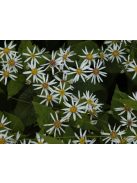 Ernyős őszirózsa / Eurybia divaricata