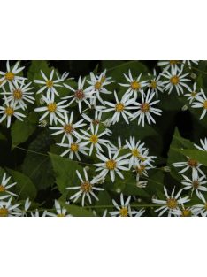 Ernyős őszirózsa / Eurybia divaricata