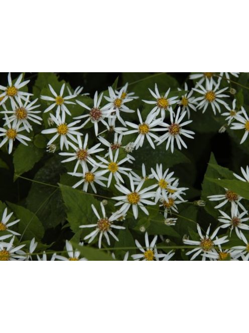 Ernyős őszirózsa / Eurybia divaricata