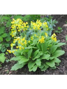 Tavaszi kankalin / Primula veris