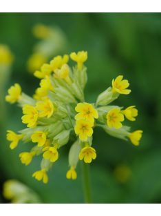 Tavaszi kankalin / Primula veris