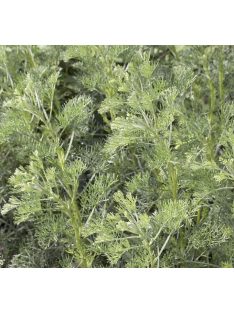 Kóla növény / Artemisia abrotanum