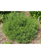 Kóla növény / Artemisia abrotanum