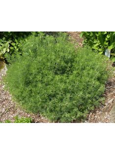 Kóla növény / Artemisia abrotanum