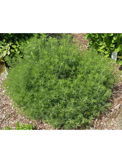 Kóla növény / Artemisia abrotanum