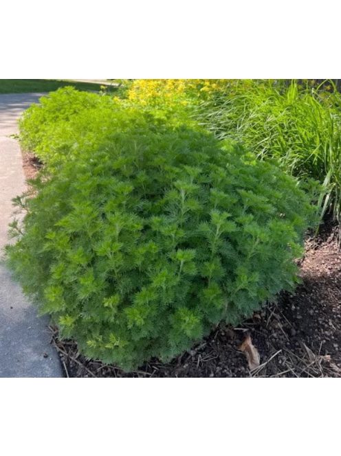Kóla növény / Artemisia abrotanum