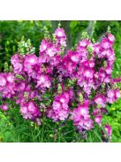 Prérimályva / Sidalcea malviflora 'Stark's Hybrids