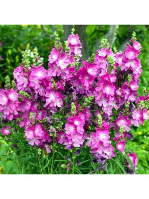 Prérimályva / Sidalcea malviflora 'Stark's Hybrids
