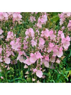   Prérimályva / Sidalcea malviflora 'Stark's Hybrids