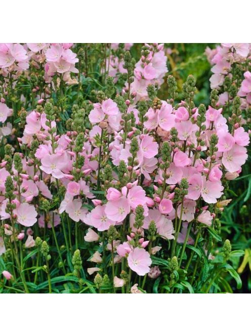 Prérimályva / Sidalcea malviflora 'Stark's Hybrids