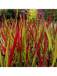 Vörös alangfű / Imperata cylindrica