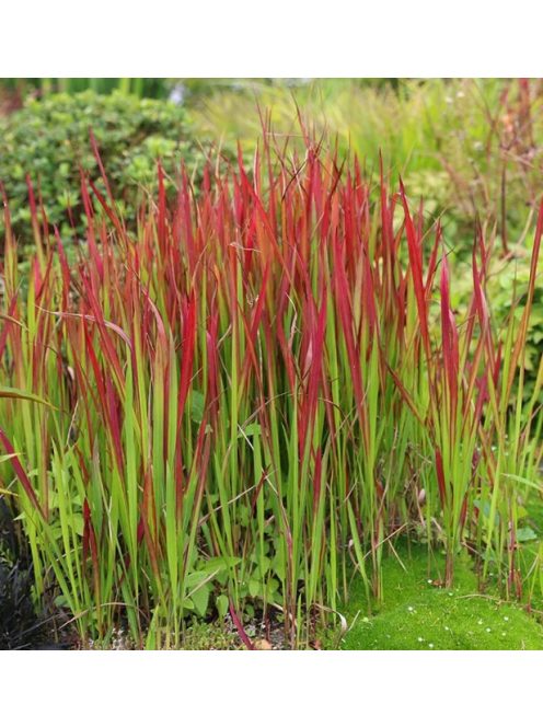 Vörös alangfű / Imperata cylindrica