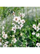 Ökörfarkkóró / Verbascum blattaria 'White Blush