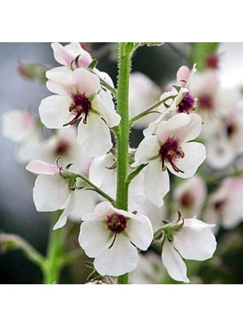 Ökörfarkkóró / Verbascum blattaria 'White Blush