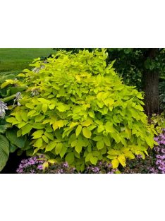 Szívlevelű arália / Aralia cordata