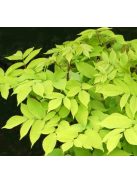 Szívlevelű arália / Aralia cordata