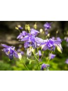 Közönséges harangláb / Aquilegia vulgaris