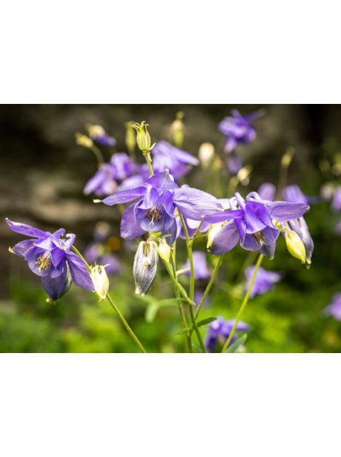Közönséges harangláb / Aquilegia vulgaris