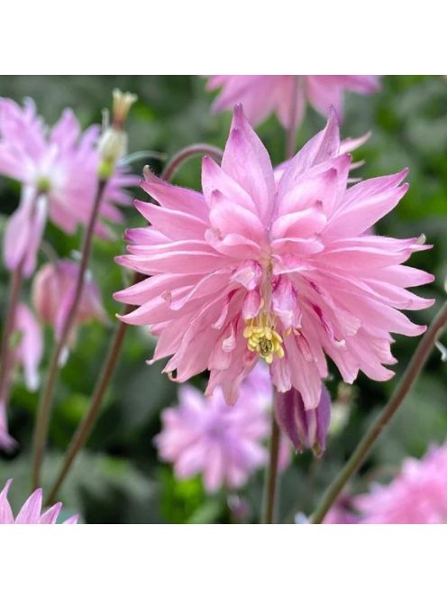Közönséges harangláb / Aquilegia vulgaris