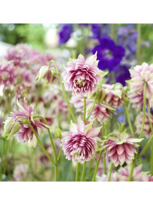 Közönséges harangláb / Aquilegia vulgaris
