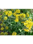 Cserjés macskahere / Phlomis fruticosa