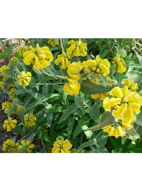 Cserjés macskahere / Phlomis fruticosa