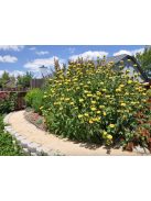 Cserjés macskahere / Phlomis fruticosa