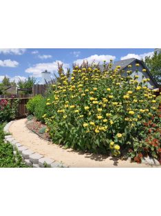 Cserjés macskahere / Phlomis fruticosa