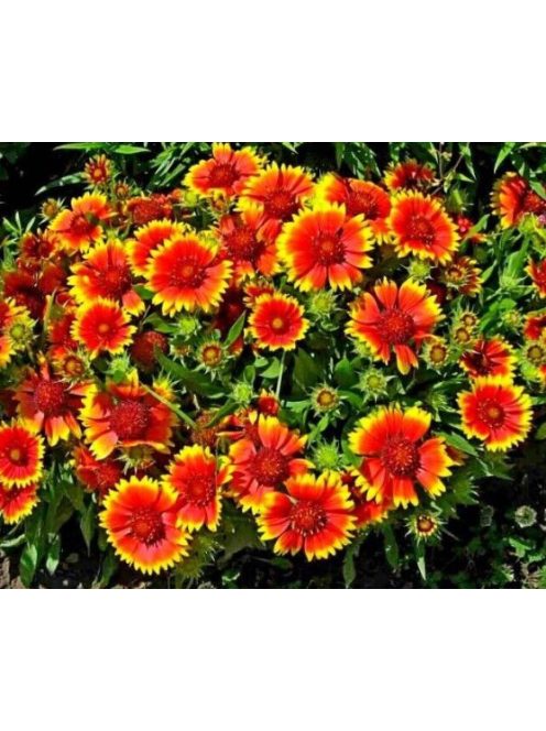 Kokárdavirág, törpe / Gaillardia aristata 'Nana