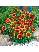 Kokárdavirág, törpe / Gaillardia aristata 'Nana