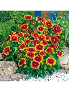 Kokárdavirág, törpe / Gaillardia aristata 'Nana
