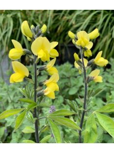 Kínai gyűszűvirág / Thermopsis chinensis