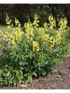Kínai gyűszűvirág / Thermopsis chinensis