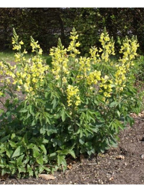 Kínai gyűszűvirág / Thermopsis chinensis
