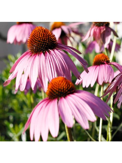 Bíbor kasvirág, vegyes rózsaszín / Echinacea purpurea