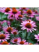 Bíbor kasvirág, vegyes rózsaszín / Echinacea purpurea