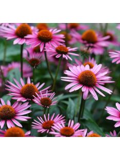 Bíbor kasvirág, vegyes rózsaszín / Echinacea purpurea