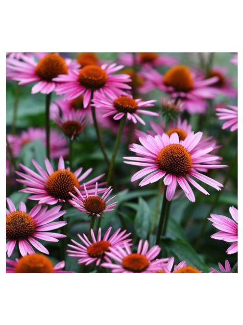 Bíbor kasvirág, vegyes rózsaszín / Echinacea purpurea