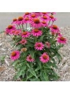 Bíbor kasvirág, vegyes rózsaszín / Echinacea purpurea