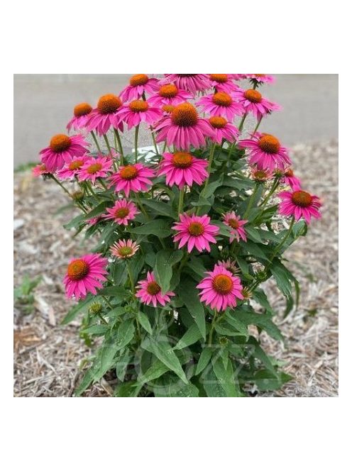 Bíbor kasvirág, vegyes rózsaszín / Echinacea purpurea