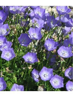 Kárpáti harangvirág / Campanula carpatica