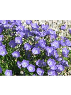 Kárpáti harangvirág / Campanula carpatica