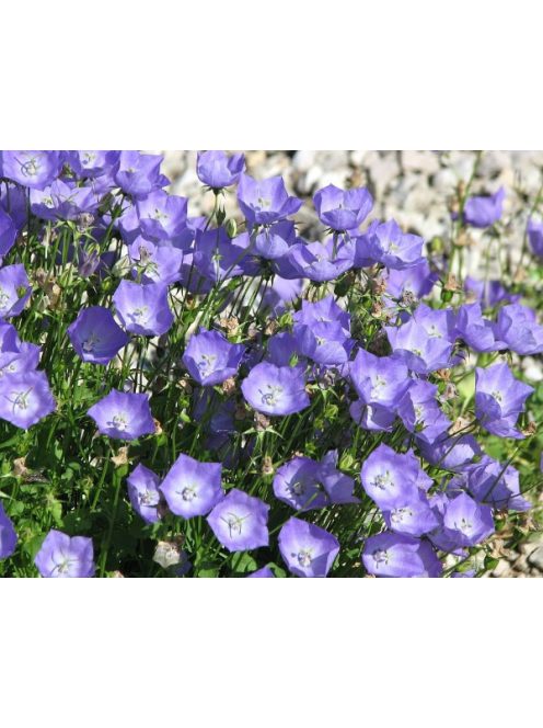 Kárpáti harangvirág / Campanula carpatica