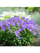 Kárpáti harangvirág / Campanula carpatica