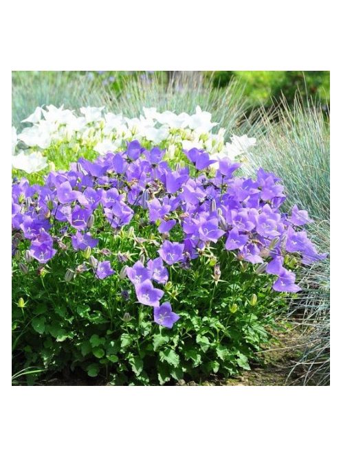 Kárpáti harangvirág / Campanula carpatica
