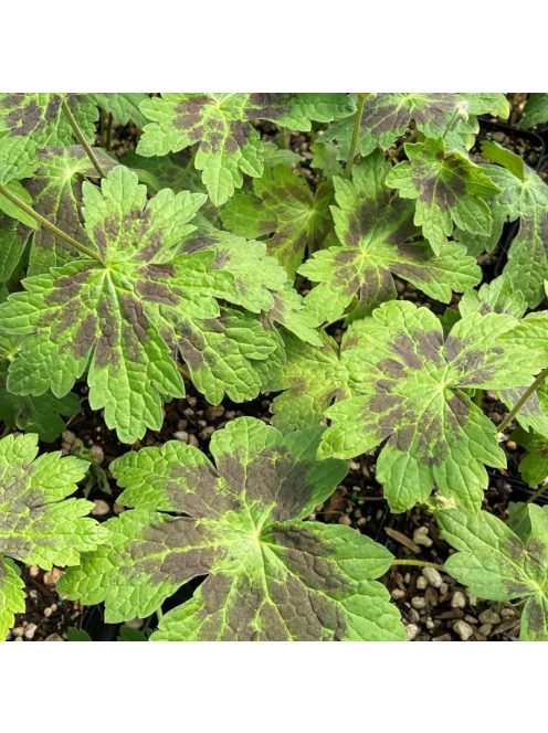 Fodros gólyaorr / Geranium phaeum 'Samobor