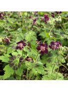 Fodros gólyaorr / Geranium phaeum 'Samobor